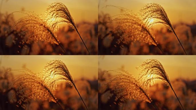 秋冬芦苇荡 芦苇 芦花