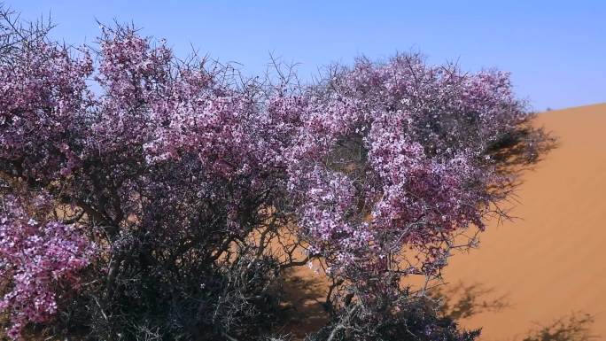 蒙古扁桃花