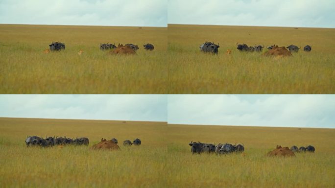 在坦桑尼亚，当母狮在郁郁葱葱的草地上高速追逐一头水牛时，我们将见证这一戏剧性的一幕