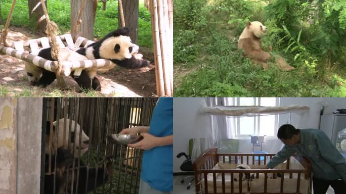 陕西秦岭大熊猫研究中心
