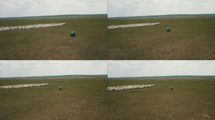 内蒙古草原牧民绵羊群航拍