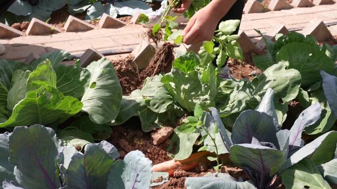 小学生在菜园里锄草劳动拔草卷心菜苞白