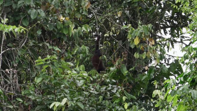 路西法·提蒂或黄手提蒂猴，Callicebus Lucifer，在厄瓜多尔Cuyabeno野生动物保