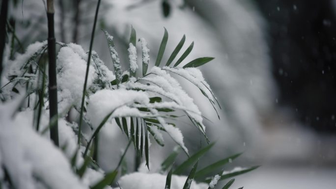 冬天下雪雪景慢动作唯美高速镜头