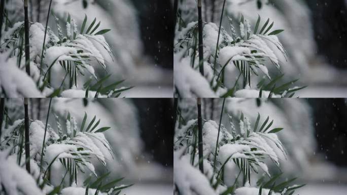 冬天下雪雪景慢动作唯美高速镜头