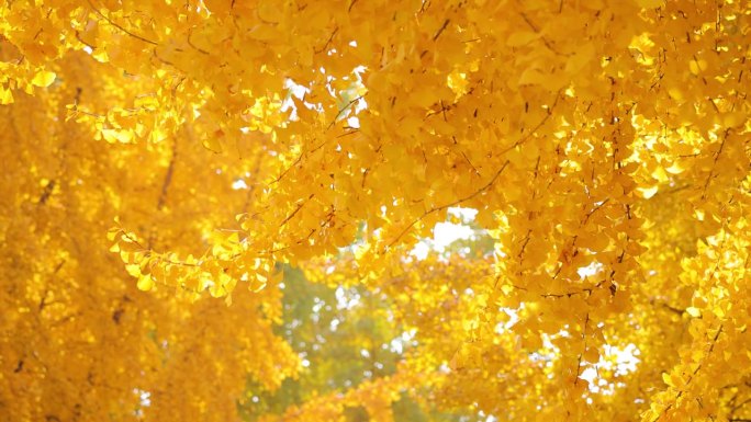 秋天的银杏树叶银杏