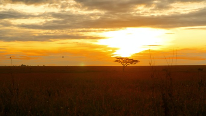 在坦桑尼亚黄金时段，金合欢树在草地上的镜头。一棵孤零零的金合欢树伫立在广阔的草地上，像一个哨兵，被涂
