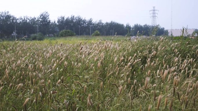 野生狗尾草绿尾照