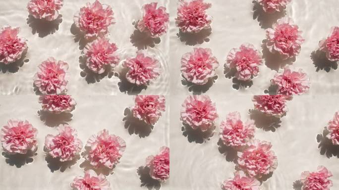 粉红色康乃馨花在水面上与水滴。纯净的水反射阳光和阴影。缓慢运动的海浪。设计、化妆品广告、产品