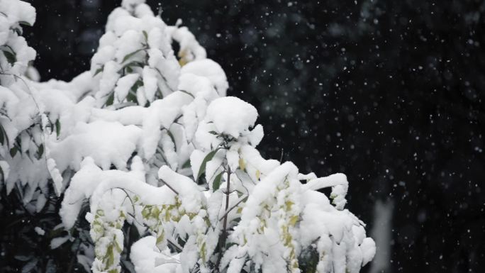 冬天下雪雪景慢动作唯美高速镜头