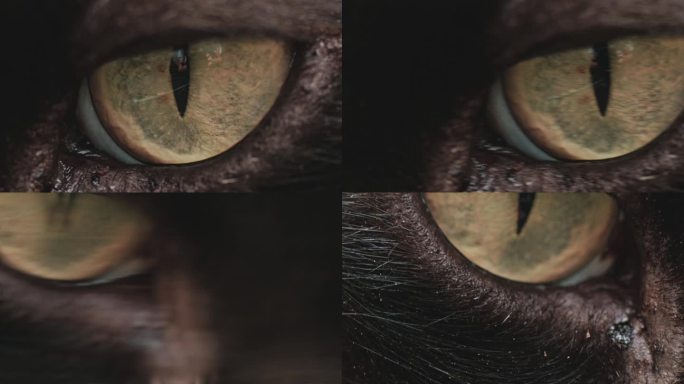 漂亮的黑猫眼微距