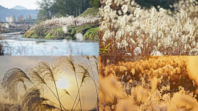 【合集】秋冬芦苇荡 夕阳芦苇