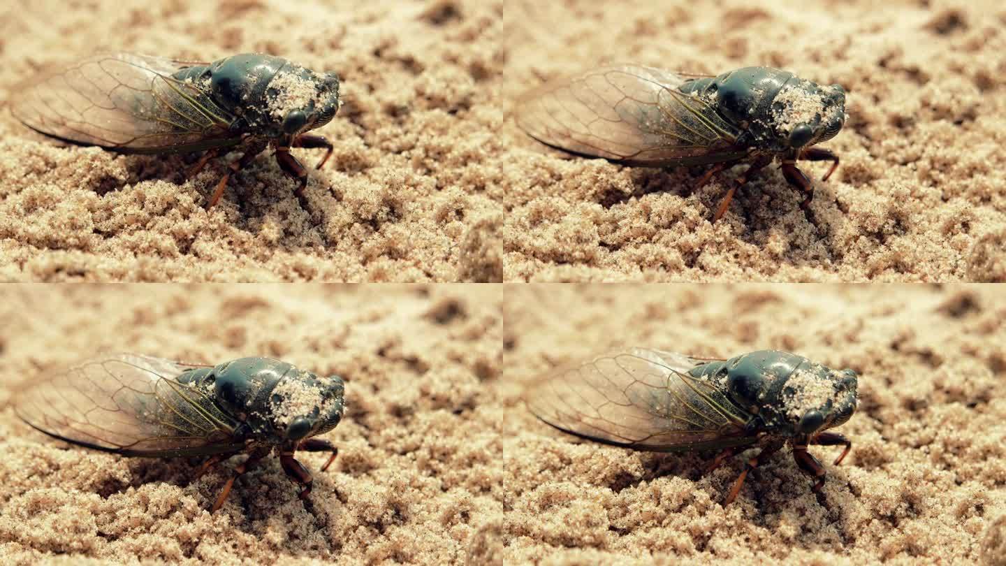 蝉落在沙中奄奄一息