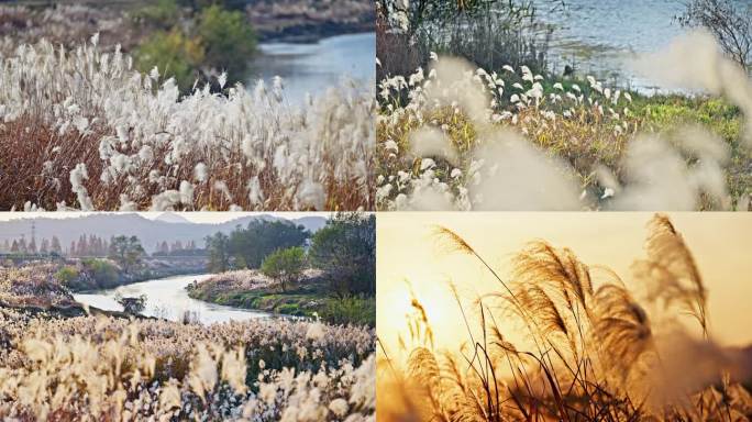 【合集】秋冬芦苇芦花芦苇荡