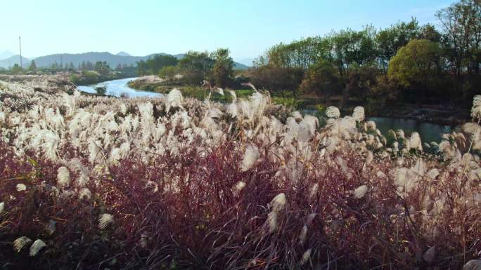 芦苇航拍