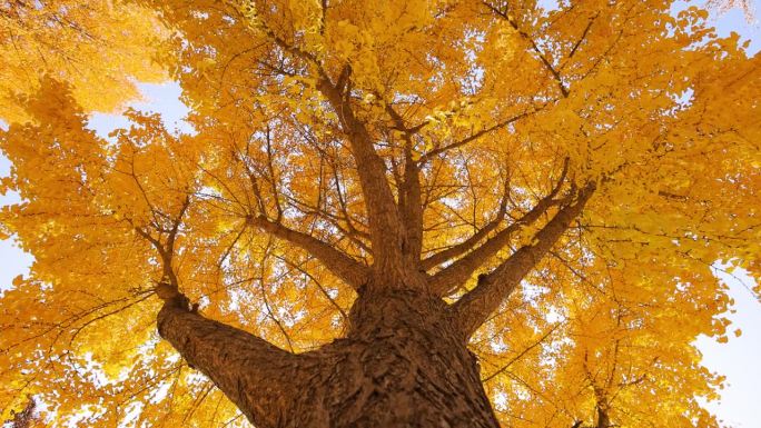 秋天的大银杏树仰望仰拍秋叶树叶大树