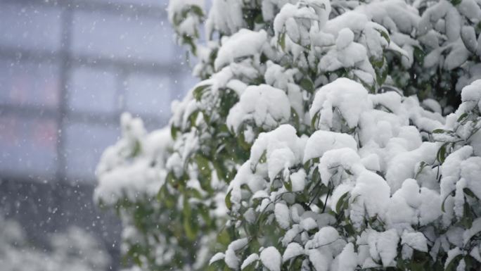 冬天下雪雪景慢动作唯美高速镜头