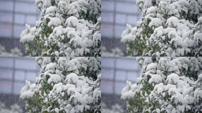 冬天下雪雪景慢动作唯美高速镜头