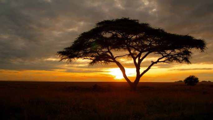 坦桑尼亚日落时刺槐树的剪影