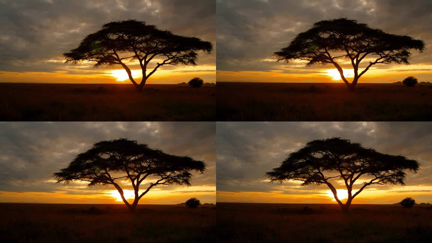 坦桑尼亚日落时刺槐树的剪影