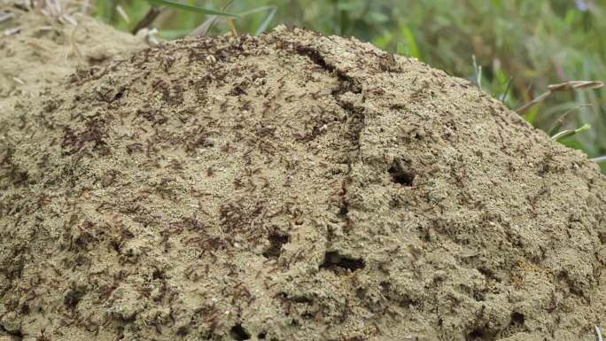 草丛里红火蚁巢穴上密密麻麻的爬满蚂蚁