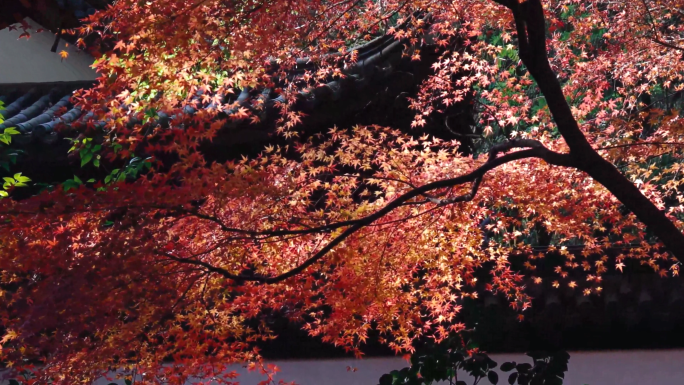 红枫  4K高帧率阳光感秋日枫叶素材