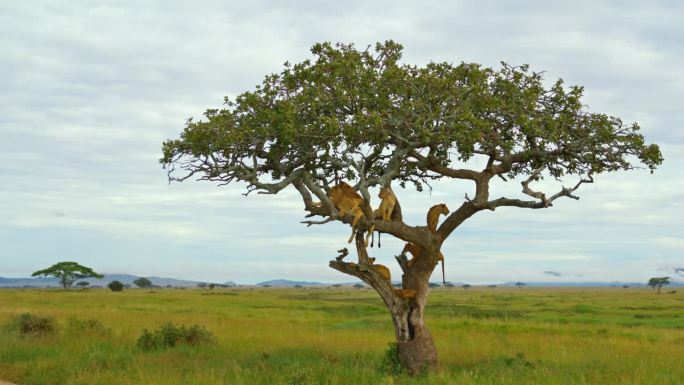 一群雌狮在树上的慢镜头。母狮在休息。野生动物和风景景观对着天空。塞伦盖蒂国家公园的野生动物。