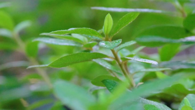 城市下暴雨下雨天雨水雨滴植物树叶子草木雨