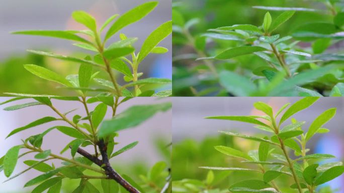 城市下暴雨下雨天雨水雨滴植物树叶子草木雨