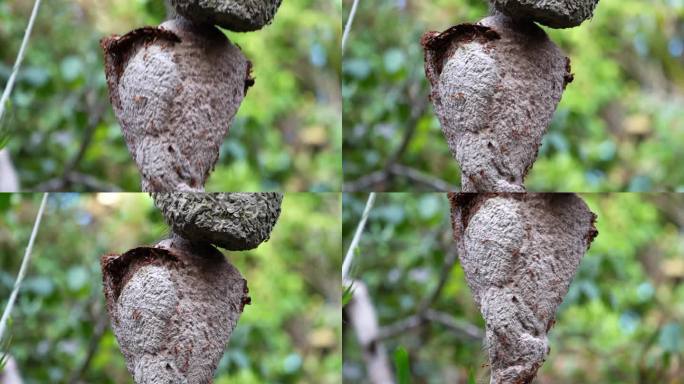 在厄瓜多尔亚马孙河地区的热带雨林中，野生胡蜂的巢建在沿着Cuyabeno河的树干上。