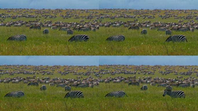 斑马在塞伦盖蒂国家公园广阔的草地上吃草