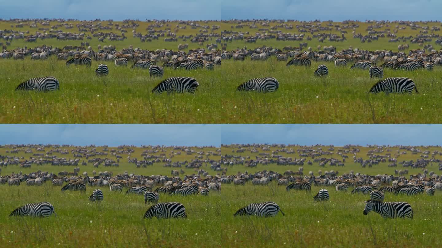 斑马在塞伦盖蒂国家公园广阔的草地上吃草
