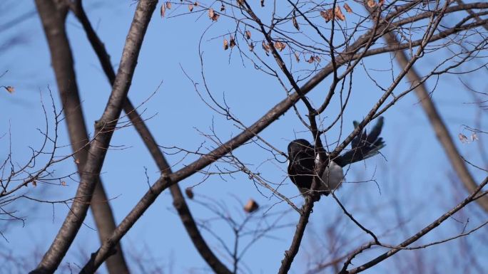一只喜鹊栖息在一根满是落叶的树枝上，以蓝天为背景，啄着树枝，剪掉细枝。