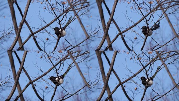 一只喜鹊栖息在一根满是落叶的树枝上，以蓝天为背景，啄着树枝，剪掉细枝。