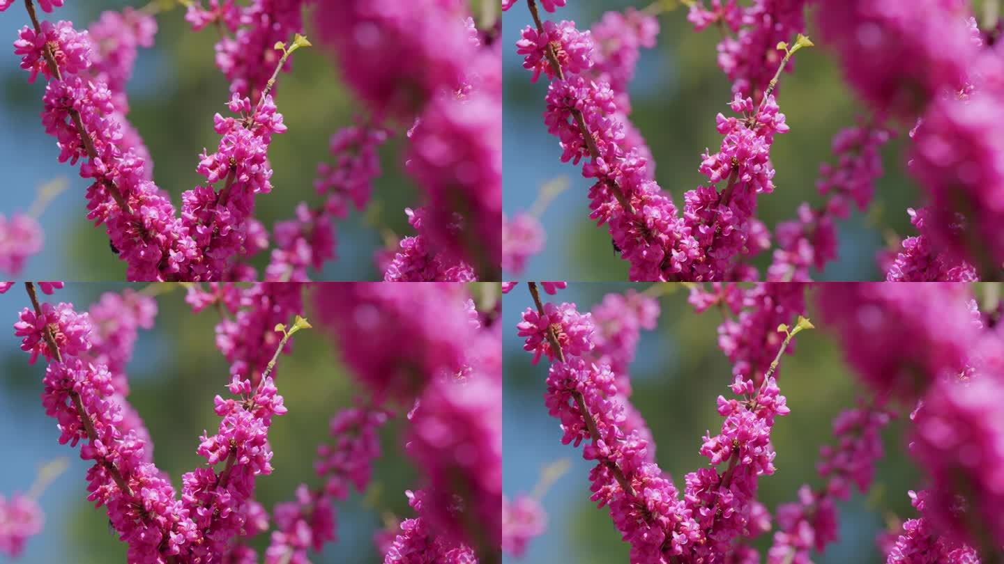 鸢尾花。庄严的树与它的紫粉红色的春天开花。关闭了。