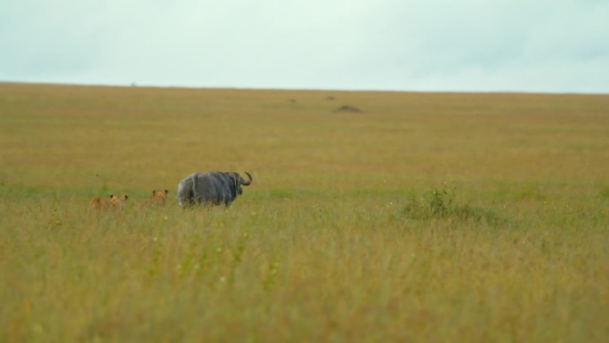 在塞伦盖蒂国家公园的草地上，雌狮追逐水牛