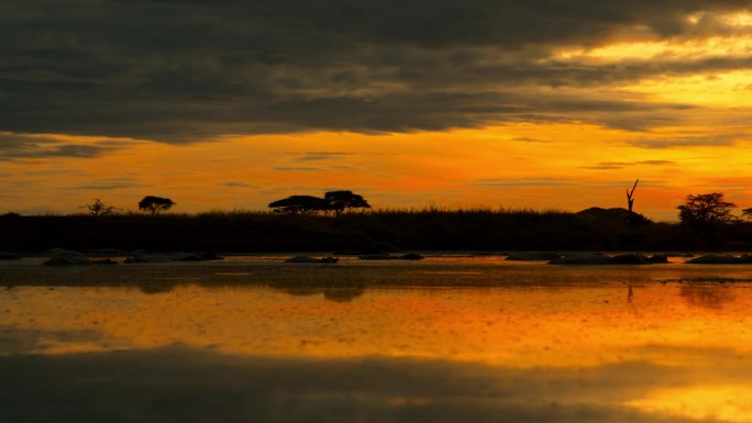 日出时河马在平静的河中休息的景色。非洲美丽的早晨。