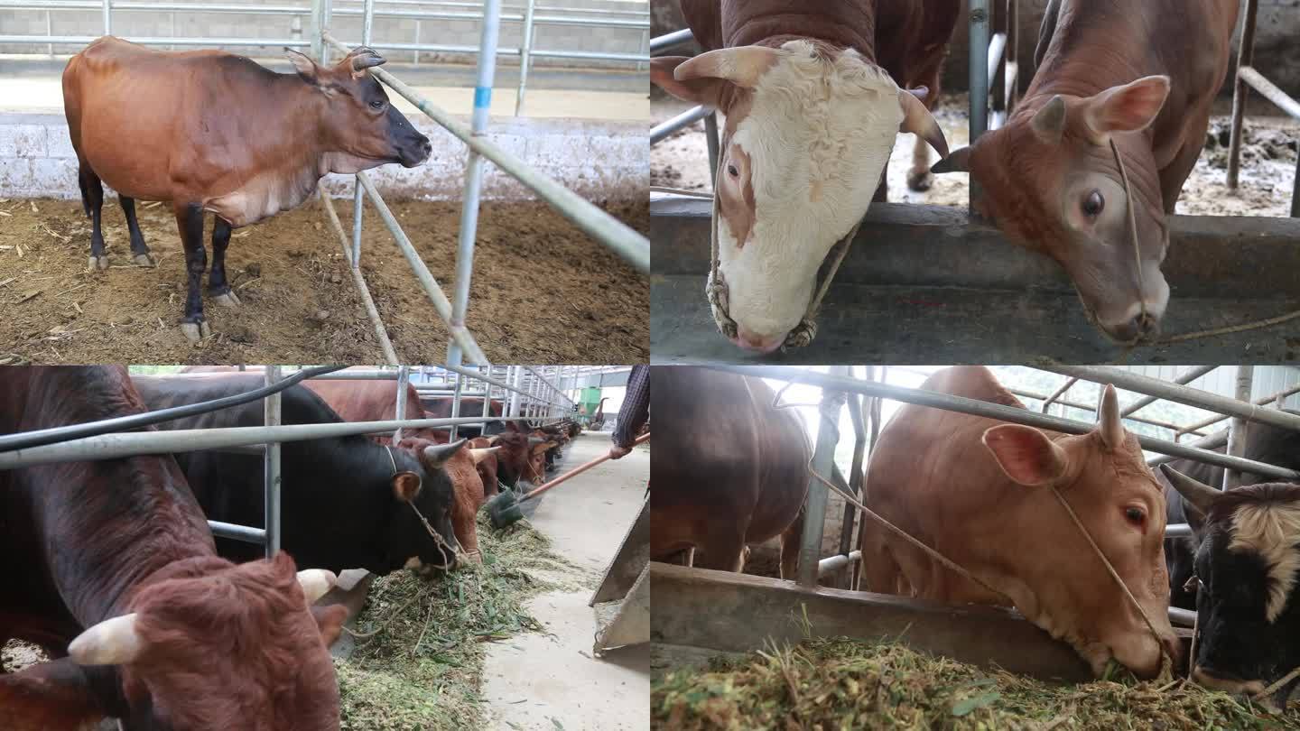 牛 肉牛 养殖业 农业