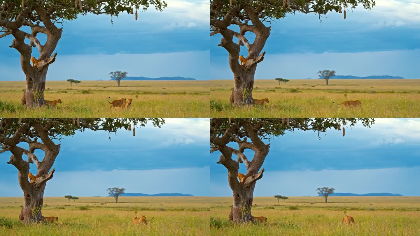 树下顽皮的小雌狮的慢镜头。野生动物在树上对着天空。塞伦盖蒂国家公园有野生动物。