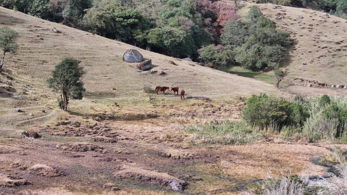 三匹马在芒市高山湿地上