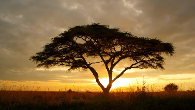 SLO MO CRANE跟踪拍摄了日出时优雅地站在坦桑尼亚风景上的金合欢树