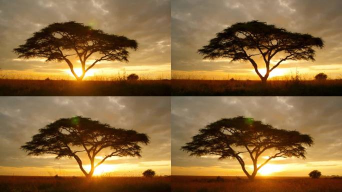 SLO MO CRANE跟踪拍摄了日出时优雅地站在坦桑尼亚风景上的金合欢树