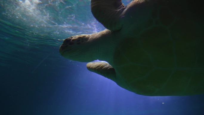 一只巨大的海龟游泳的水下视频