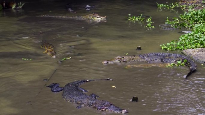 沼泽里的咸水鳄鱼在捕捉被扔出的食物。印度尼西亚的藤壶鳄鱼农场。广角镜头