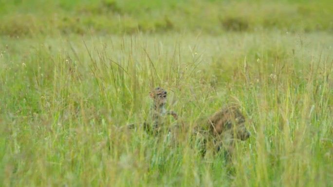 在坦桑尼亚，一只背着孩子的橄榄狒狒穿过草地