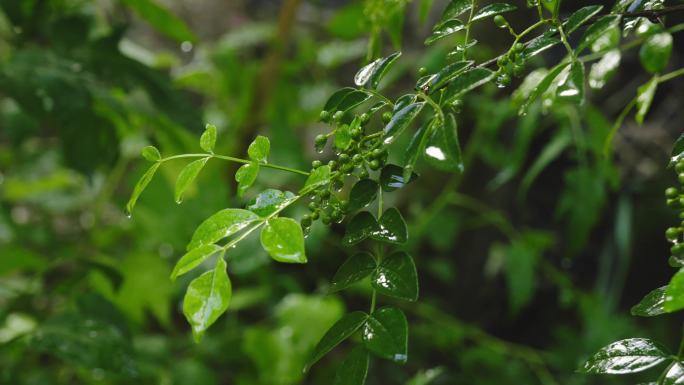 新鲜花椒 花椒树