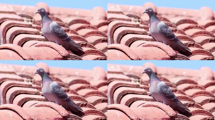 鸽子来房子的屋顶上筑巢。