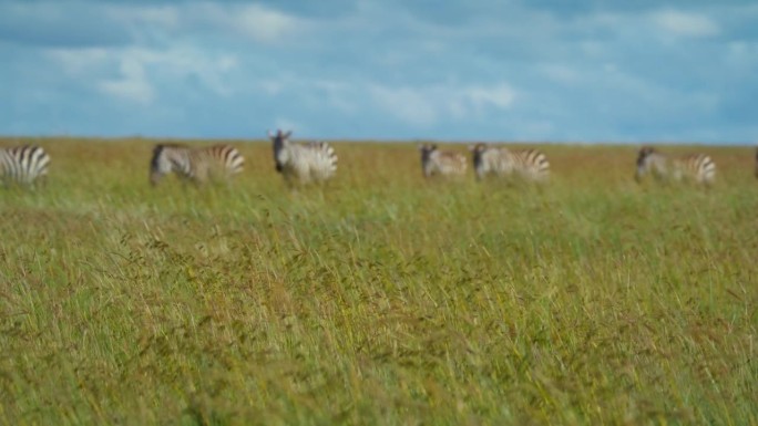 斑马漫步在塞伦盖蒂国家公园的草地上