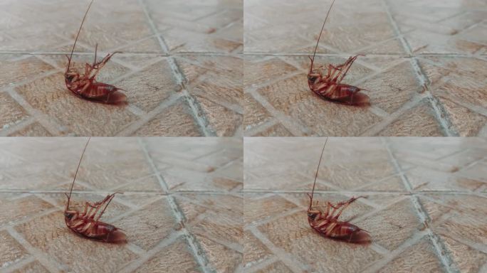 一只奄奄一息的蟑螂躺在地板上