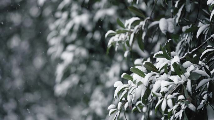 冬天下雪雪景慢动作唯美高速镜头